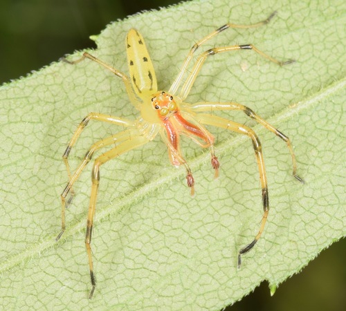 Magnolia Green Jumping Spider