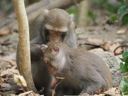 Formosan Rock Macaque