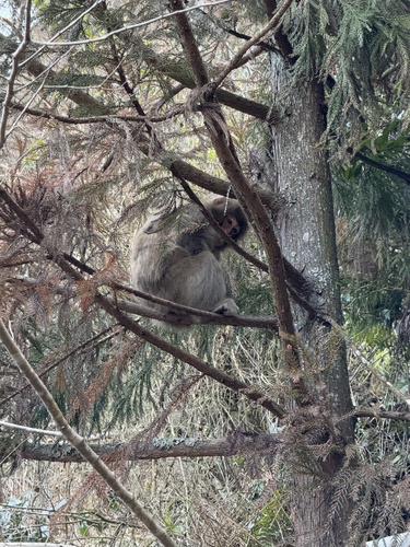 Japanese Macaque