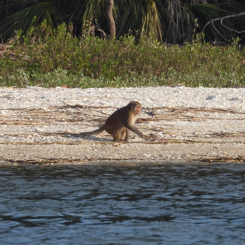 Rhesus Macaque