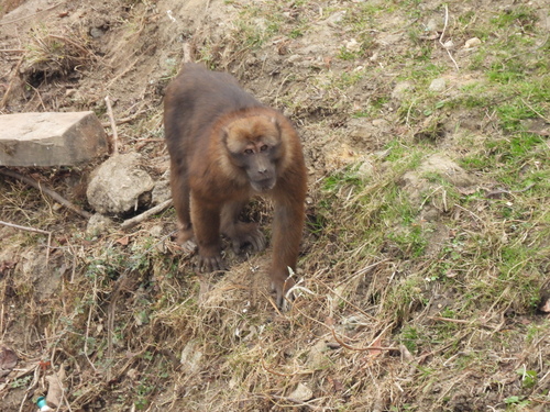 Arunachal Macaque
