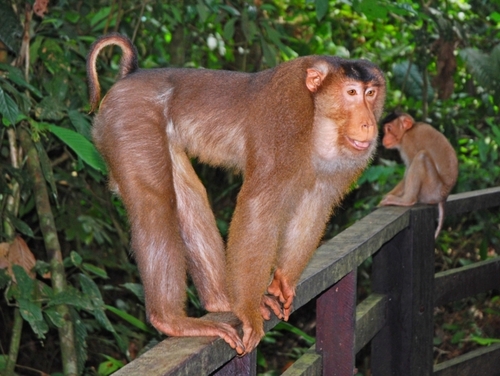 Southern Pig-tailed Macaque