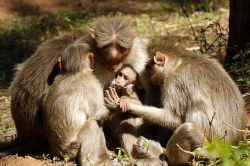 Bonnet Macaque
