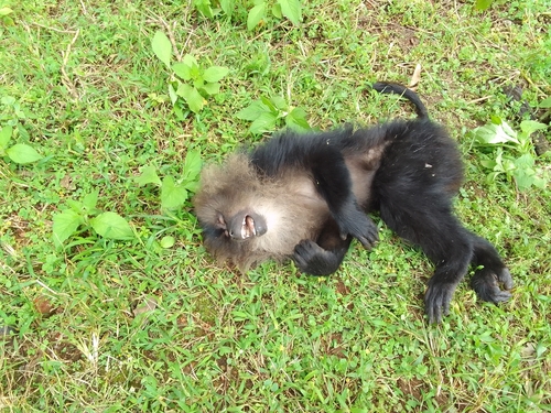 Lion-tailed Macaque