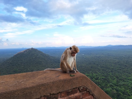 Toque Macaque
