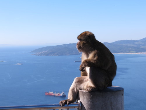 Barbary Macaque