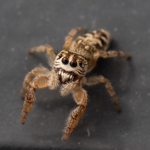 Mile End Jumping Spider