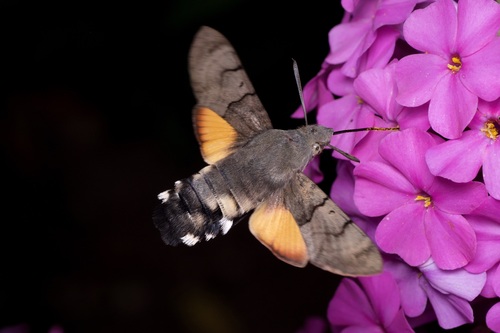 Eurasian Hummingbird Hawkmoth