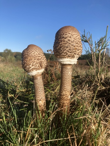 Parasol
