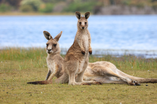 Eastern Grey Kangaroo