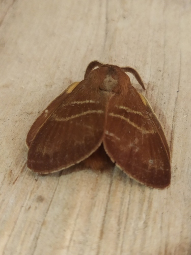 Fox Moth