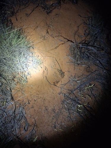 Greater Bilby