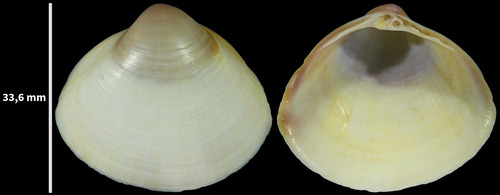 Rayed Trough Shell