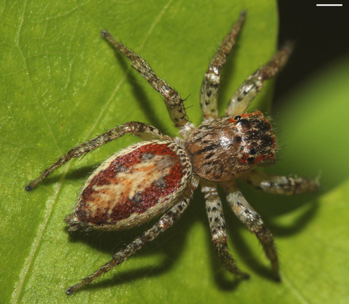Dimorphic Jumping Spider