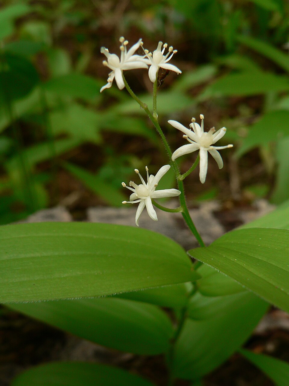 Star-flowered lily-of-the-valley