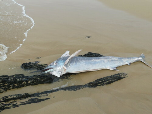 Blue Marlin