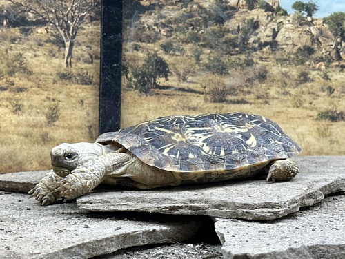 Crevice Tortoise