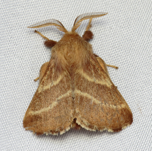 Eastern Tent Caterpillar Moth