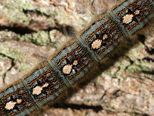 Forest Tent Caterpillar Moth