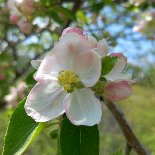 Apple