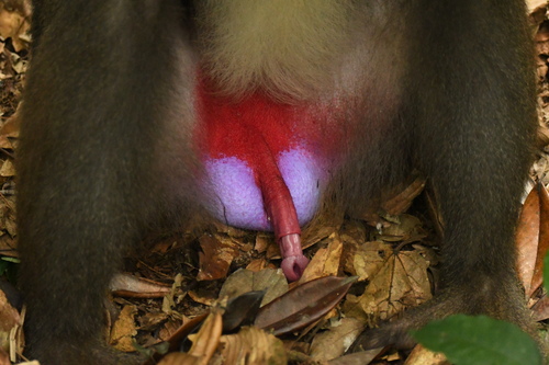 Mandrill