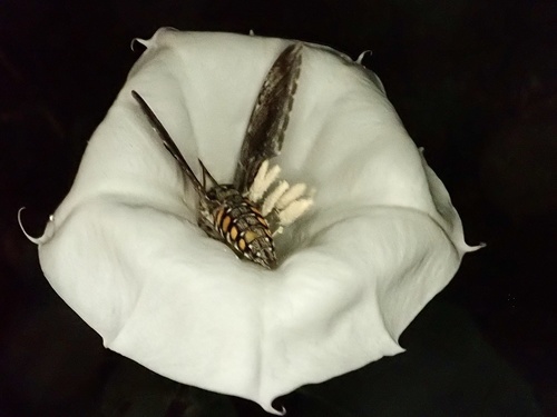 Carolina Sphinx