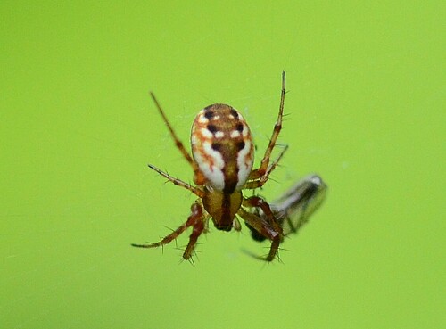 Tuft-legged Orbweaver