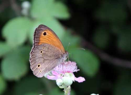 Meadow Brown
