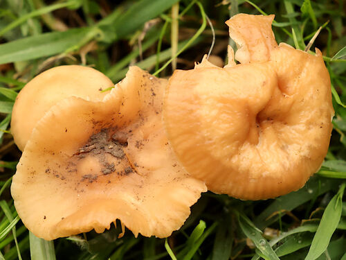 Fairy ring marasmius