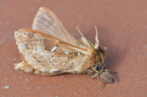 White Banded House Jumper
