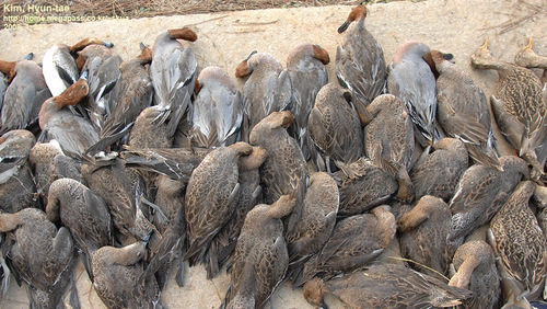 Eurasian Wigeon