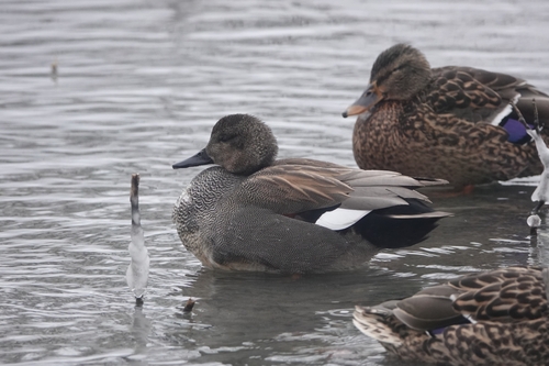 Gadwall