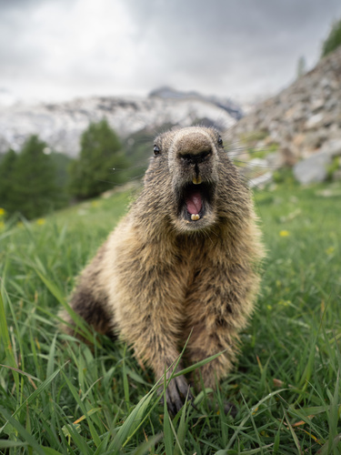 Alpine Marmot