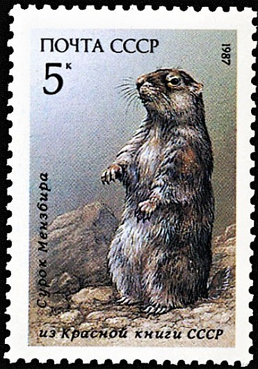Menzbier's Marmot