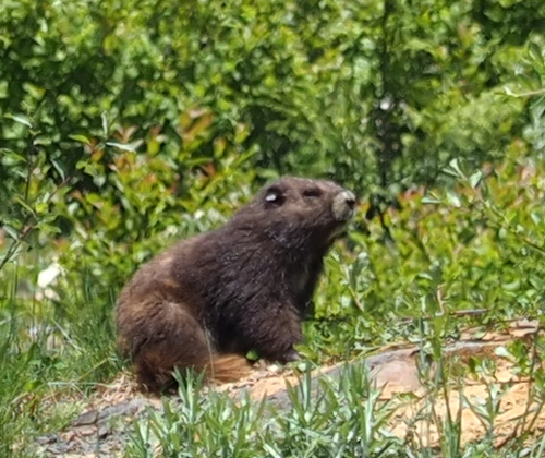 Vancouver Island Marmot