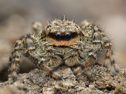 Fencepost jumping spider