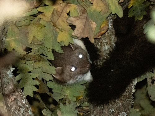 Stone Marten