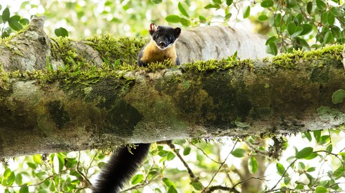 Nilgiri Marten