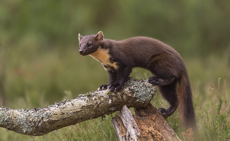 Eurasian Pine Marten