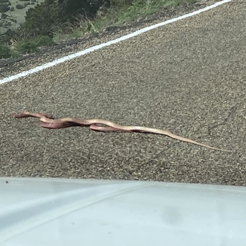 Common Coachwhip
