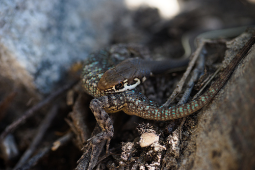 Striped Racer
