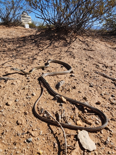 Striped Whipsnake