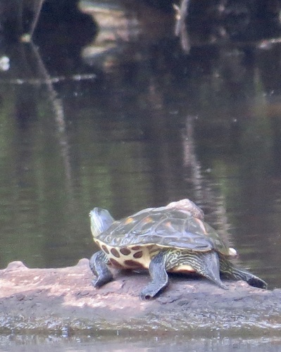 Common thread turtle