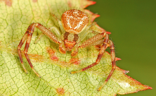 Northern Crab Spider
