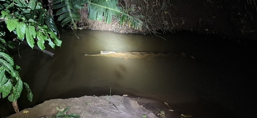 West African slender-snouted crocodile