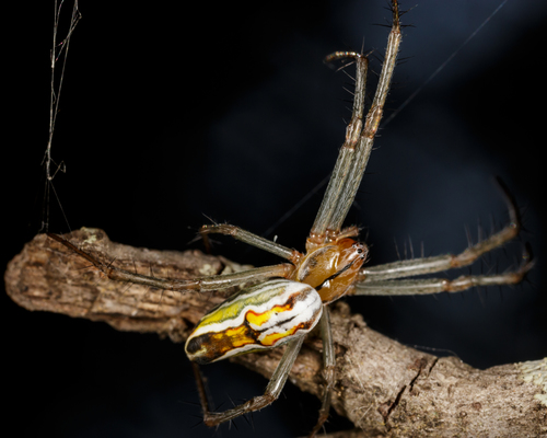 Basilica Orbweaver