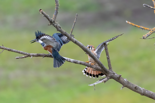 Belted Kingfisher