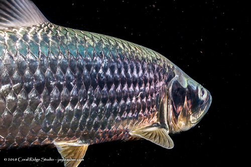 Atlantic Tarpon