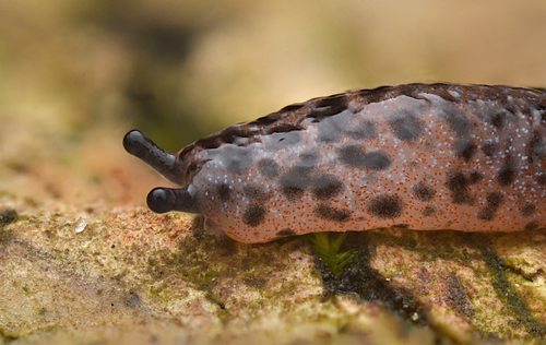 Changeable Mantleslug