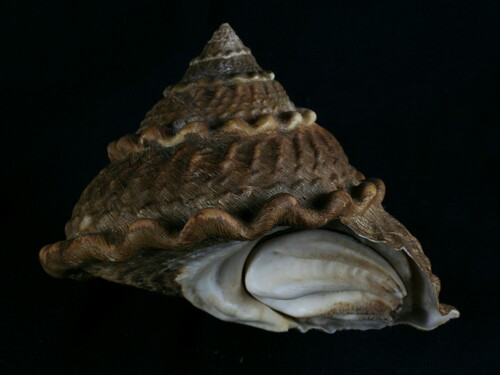 Wavy Turban